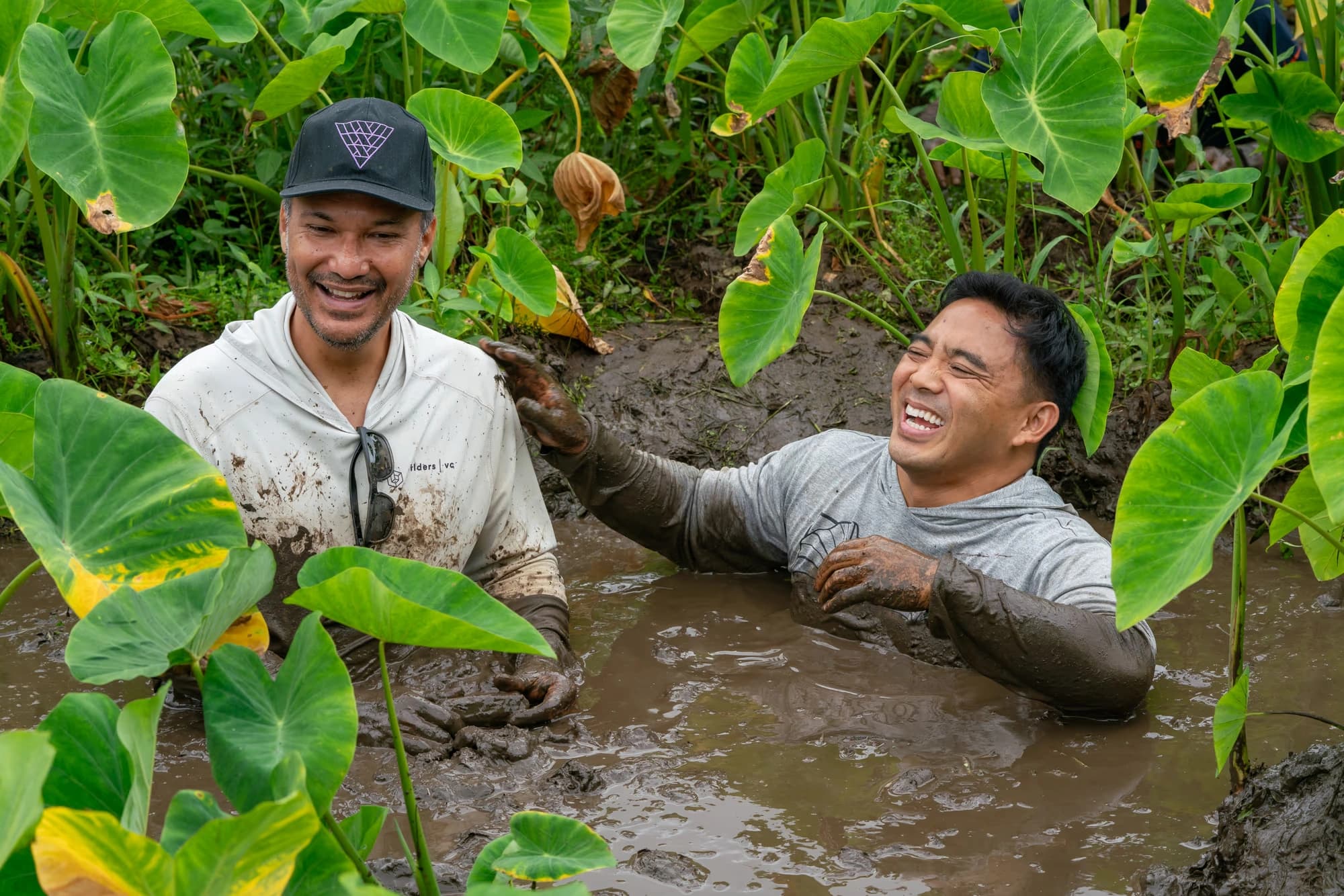Two participants share a laugh while standing in the muddy water among taro plants.