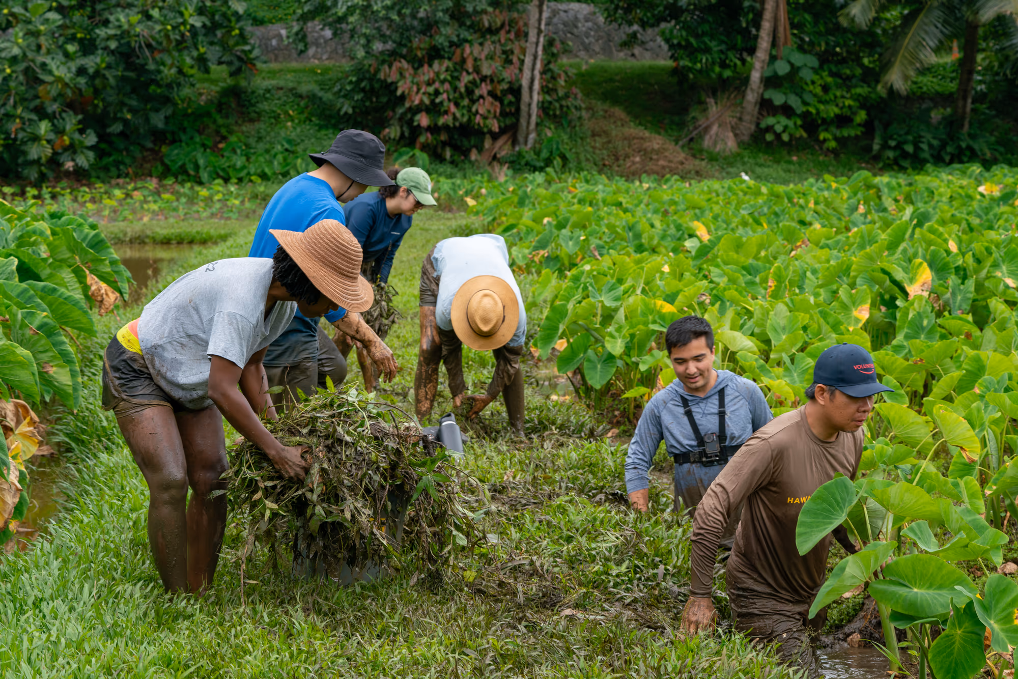 Participants working together among the plants in a loʻi.
